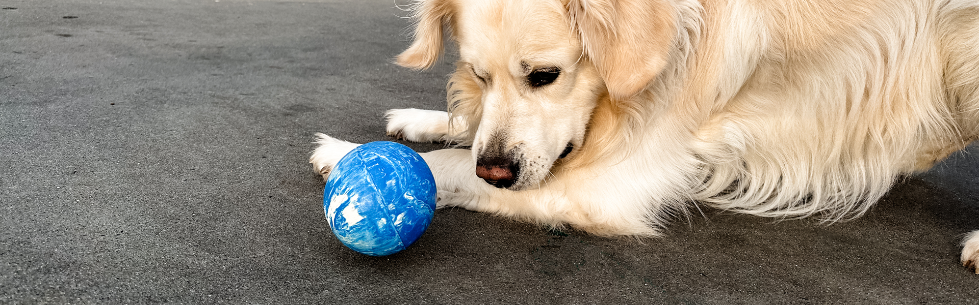 HEVEA Natural & Safe Dog Throw & Fetch Toys – Heveaplanet.com