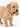 Puppy Starter pack
